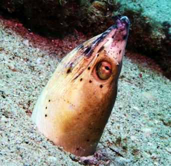 Snake Eel